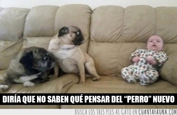 bebe,familia,niño,nuevo,perro,pug,sorpresa,carlino
